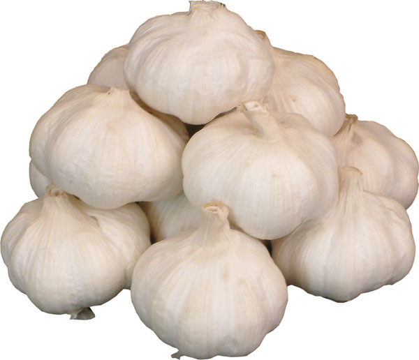 garlic.jpg