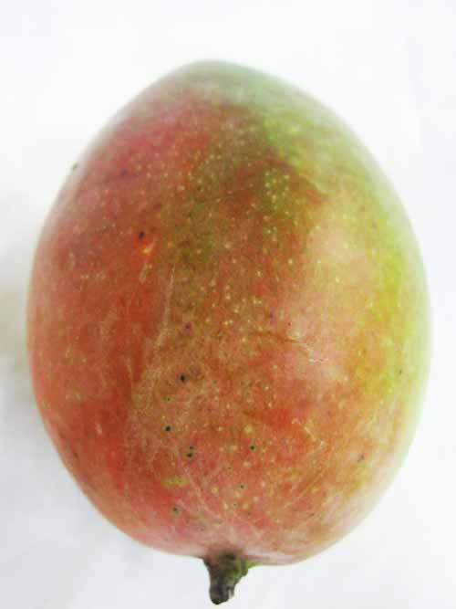 mango-3.jpg