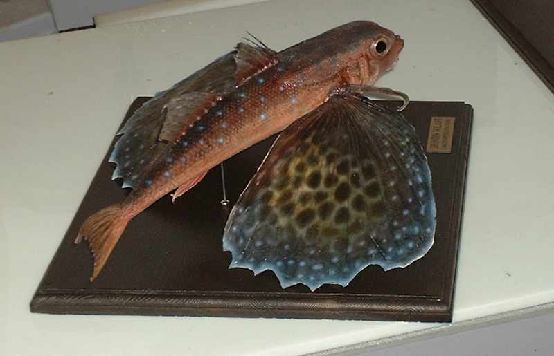 poisson-volant-socle.jpg