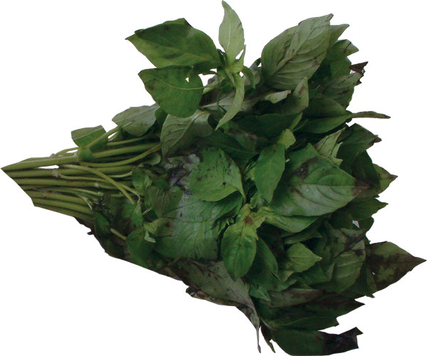 sweet-basil.jpg